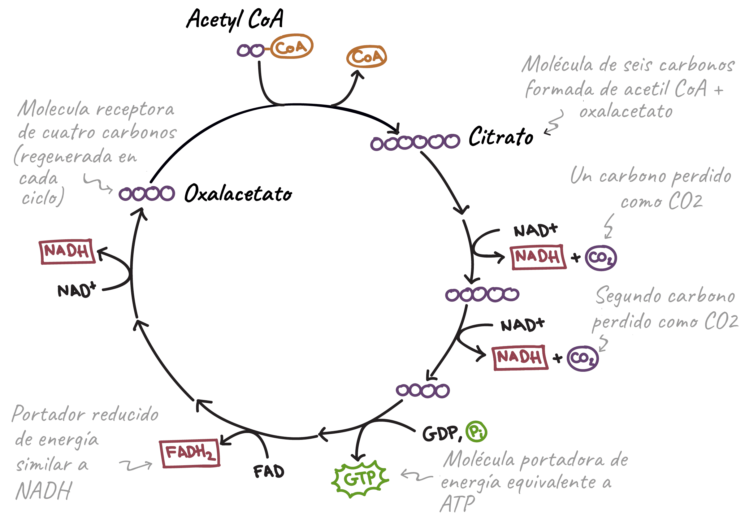 Ciclo de Krebs: Producción de energía celular