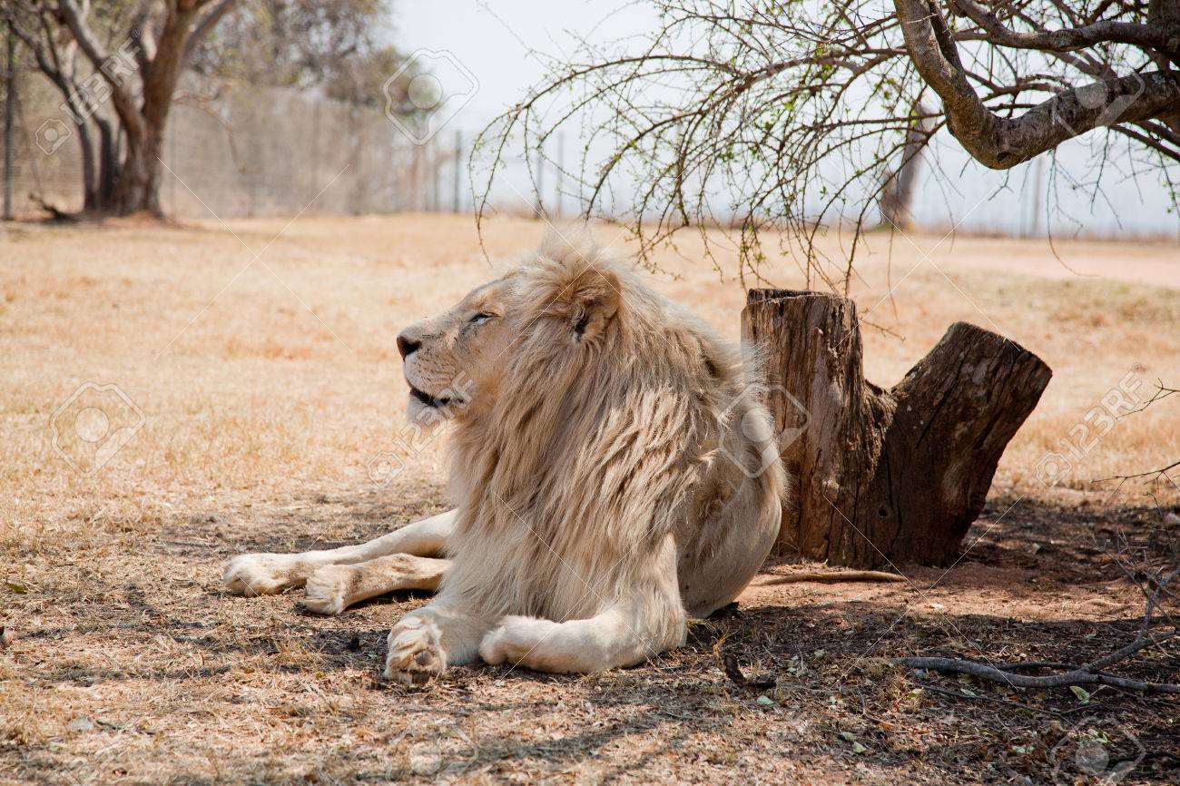 León descansando bajo un árbol en la sabana