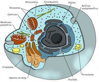 Estructura de una célula pluricelular