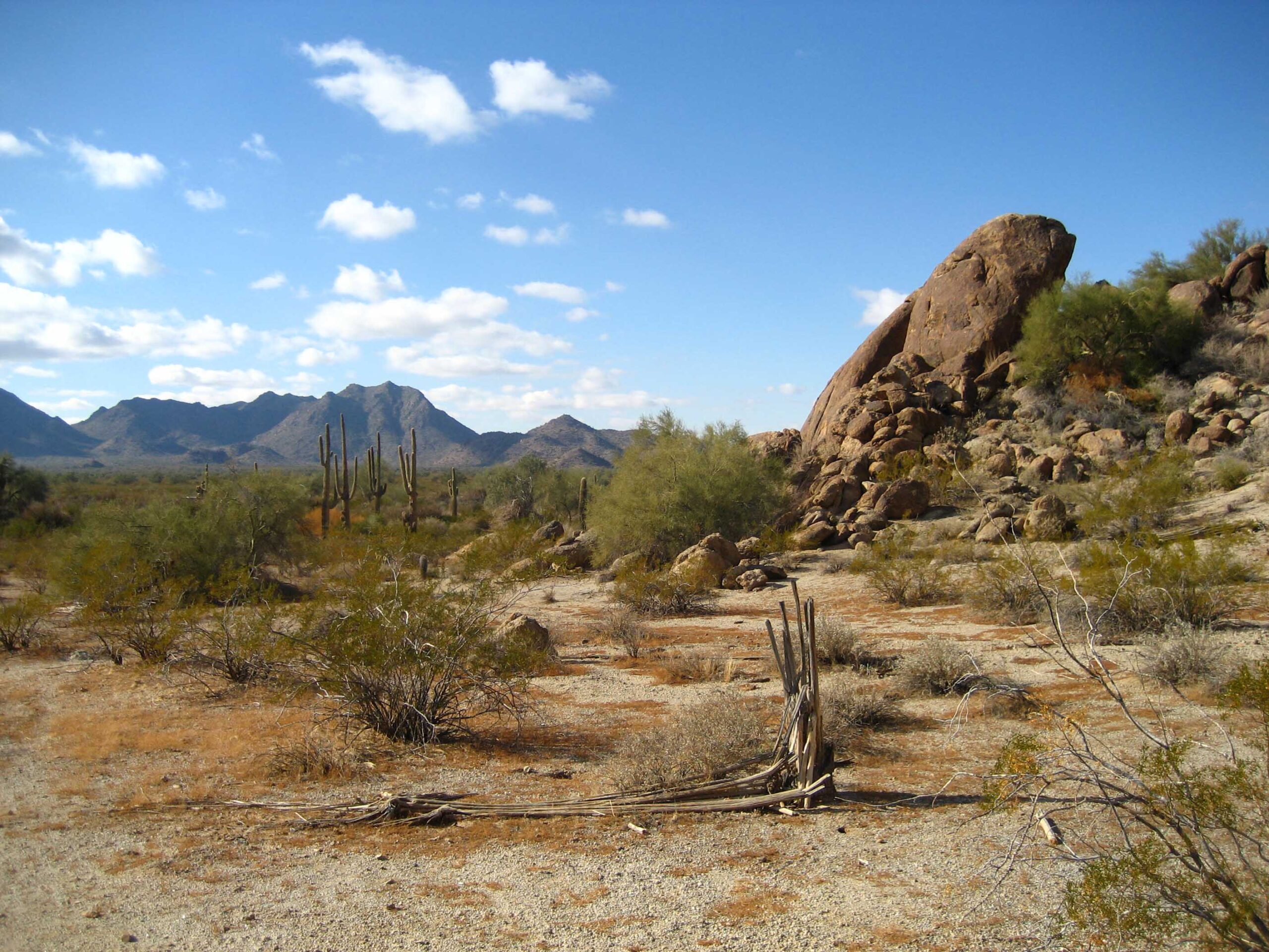 Desierto árido con vegetación escasa y seca