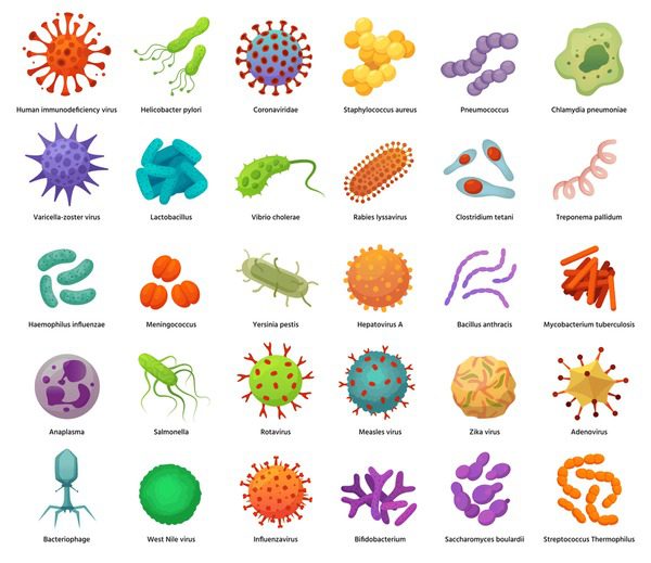 Bacterias en diferentes formas y colores