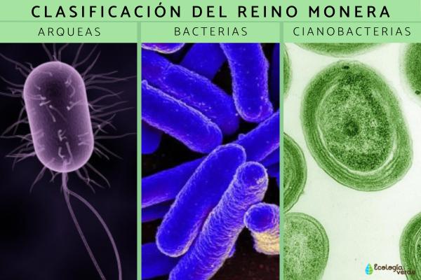 Microorganismos del Reino Monera en el ecosistema