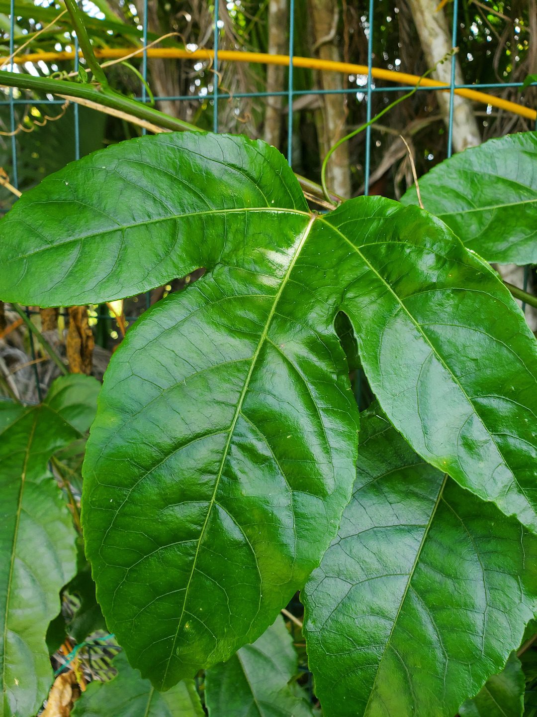 Hojas frescas de maracuyá para té