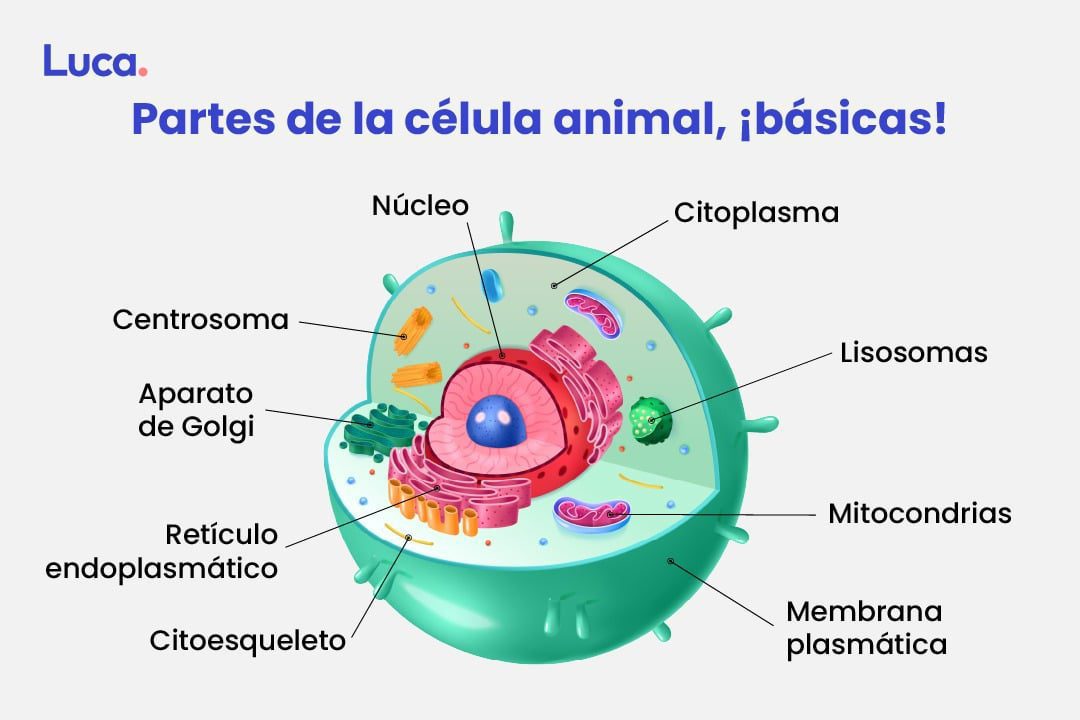 Estructura de una célula animal básica
