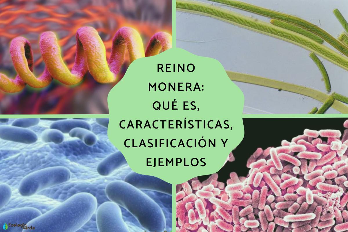 Qué características presenta el reino Monera y Protista