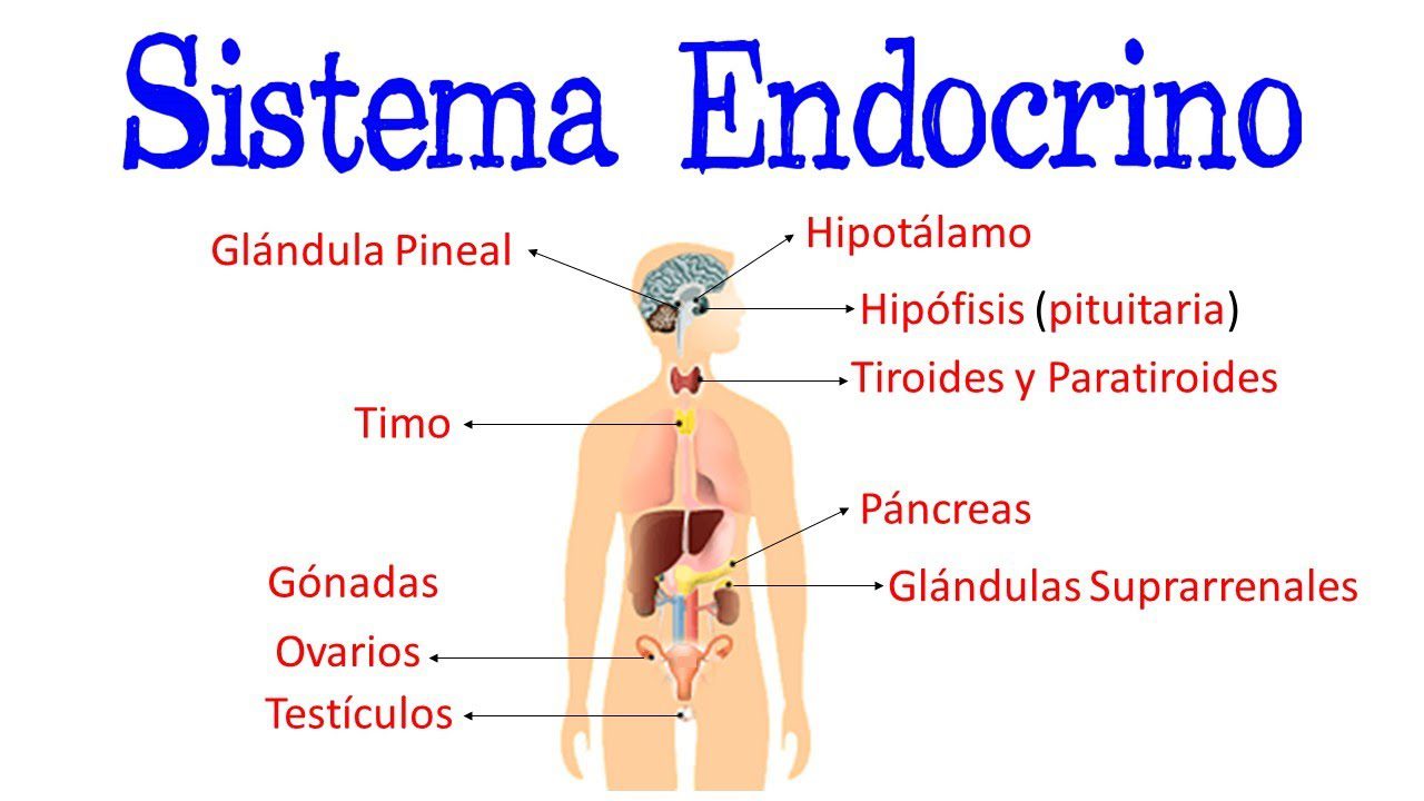 Sistema Endocrino En 2020 Sistema Endocrino Endocrina
