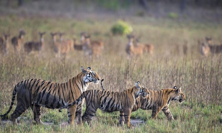 Qué datos interesantes debemos conocer sobre el tigre de Bengala