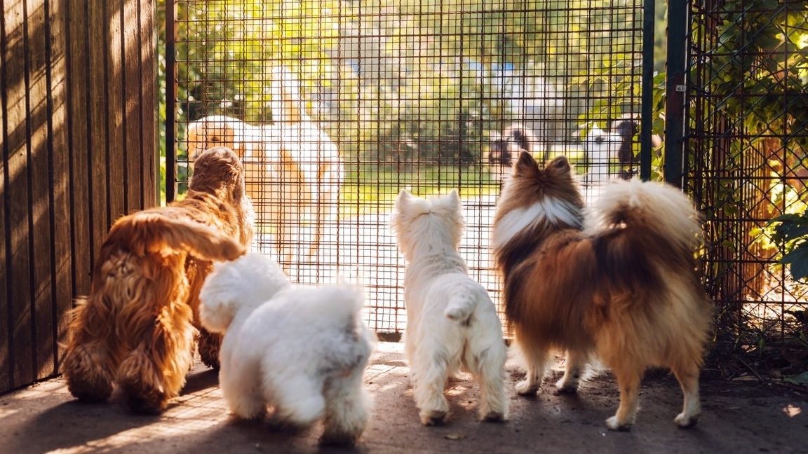 En Una Pension De Animales Hay Tres Perros Que Pesan