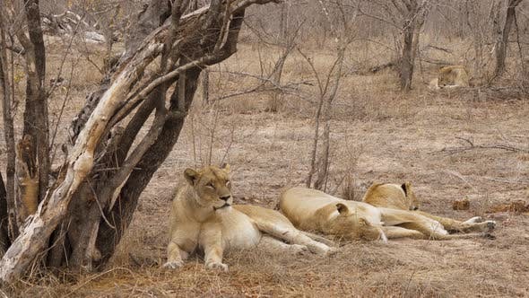 Manada de leones descansando bajo un árbol